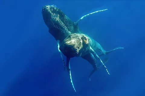 Male humpback whales together